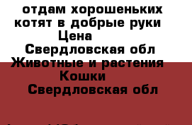 отдам хорошеньких котят в добрые руки › Цена ­ 10 - Свердловская обл. Животные и растения » Кошки   . Свердловская обл.